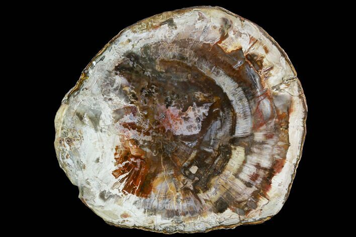 Petrified Wood (Araucaria) Round - Madagascar (Top Quality) #111091